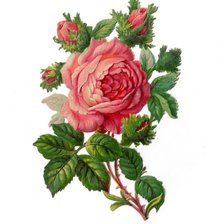 Оригинал схемы вышивки «розы» (№1737901)