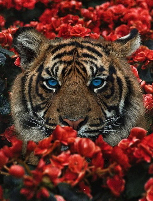 тигр - тигр, цветы, животное, большая кошка - оригинал