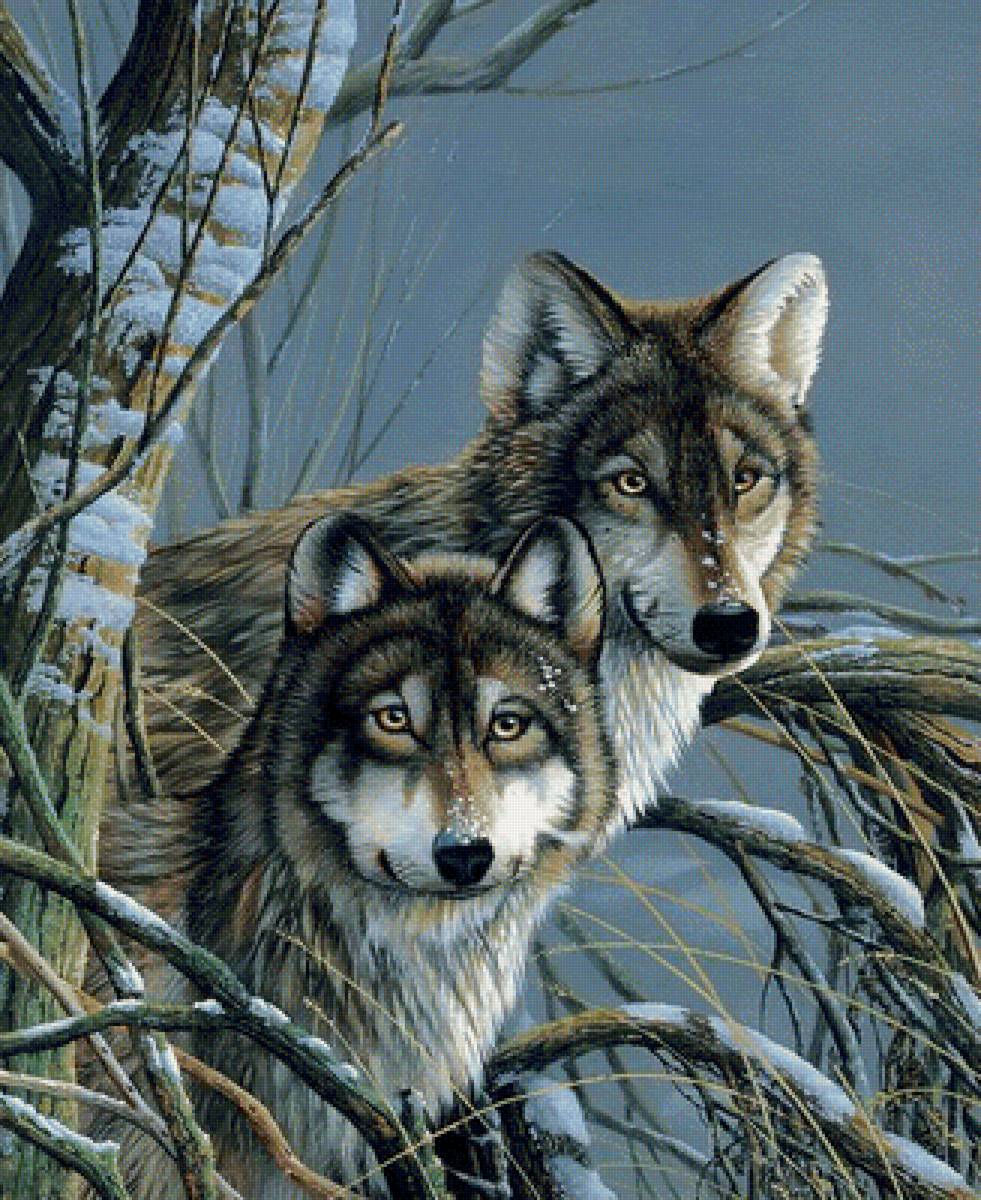 Пара волков - звери, зима, волки, животные - предпросмотр