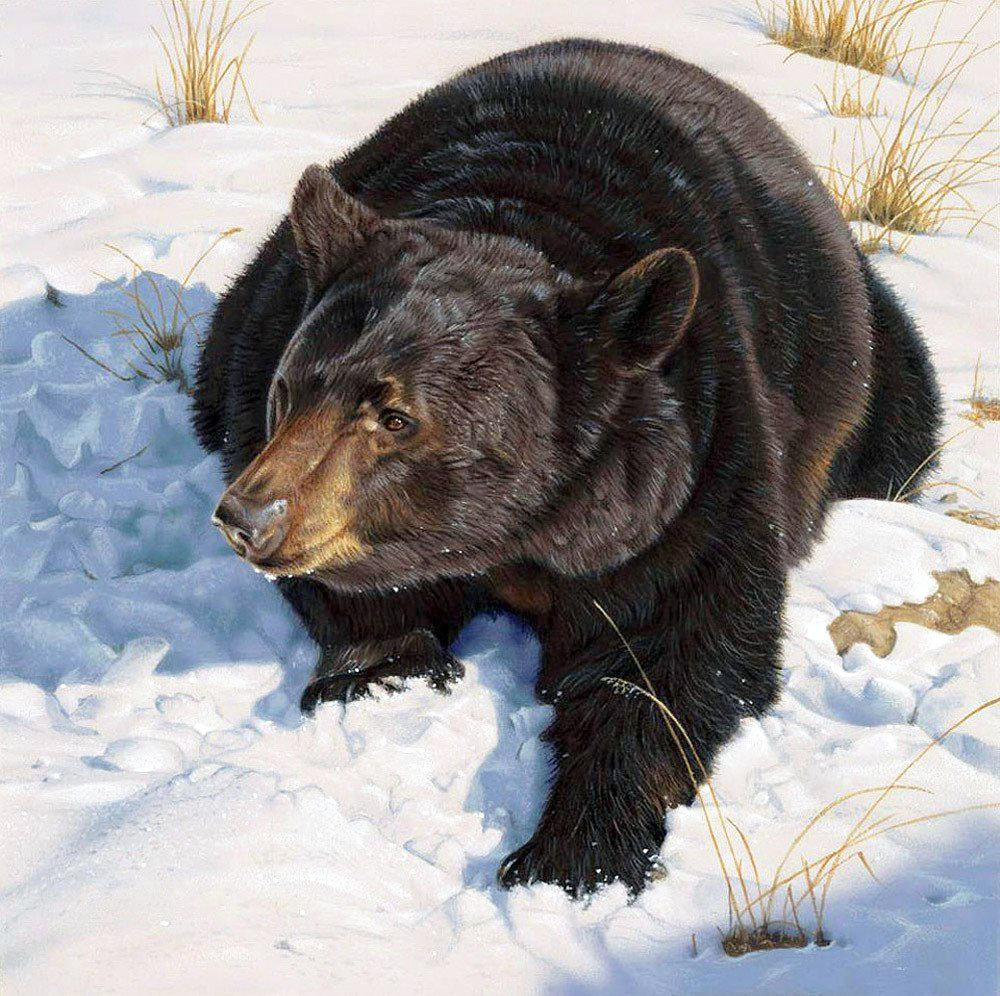 Медведь - животные, природа, зима - оригинал