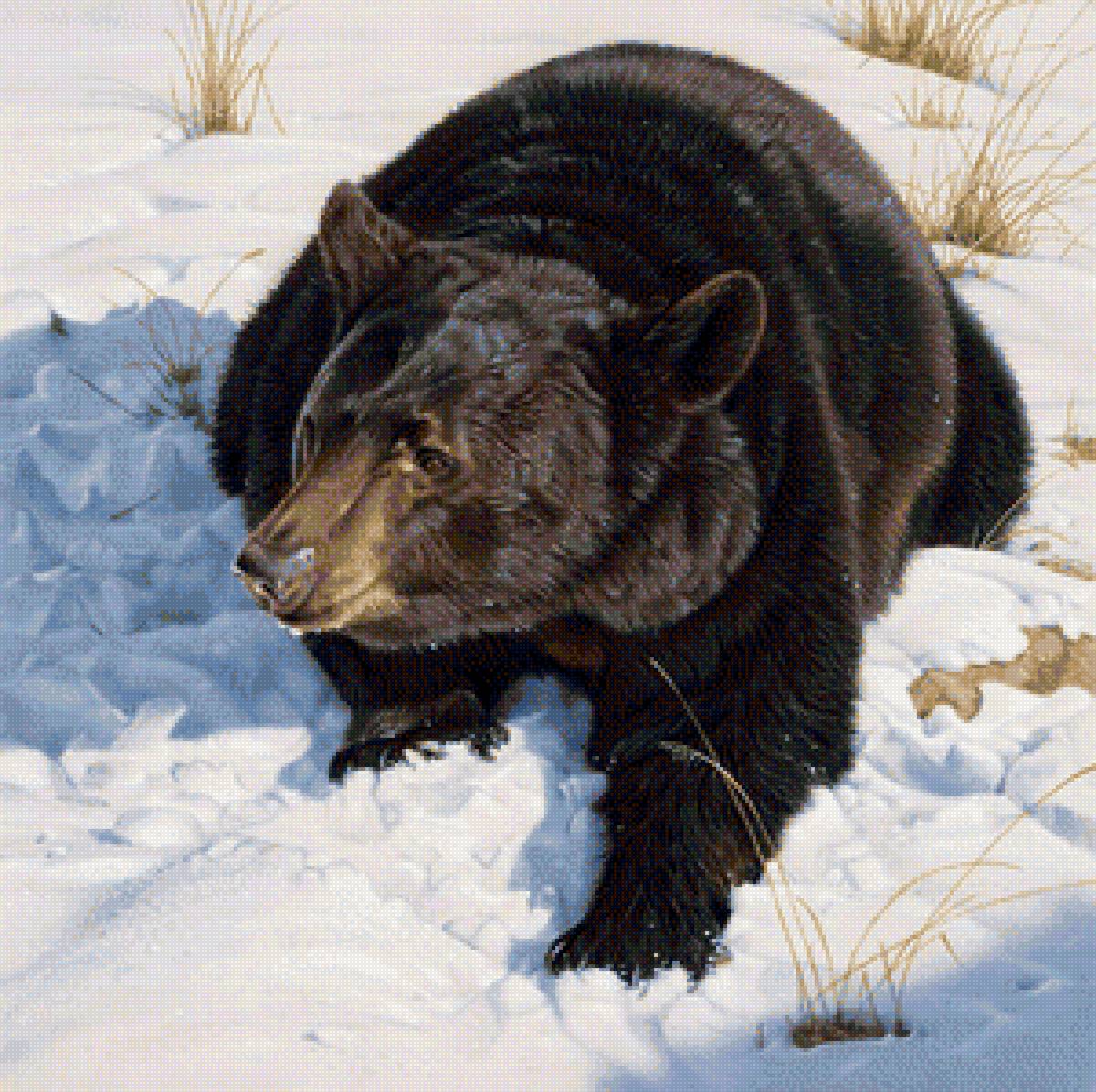 Медведь - природа, зима, животные - предпросмотр