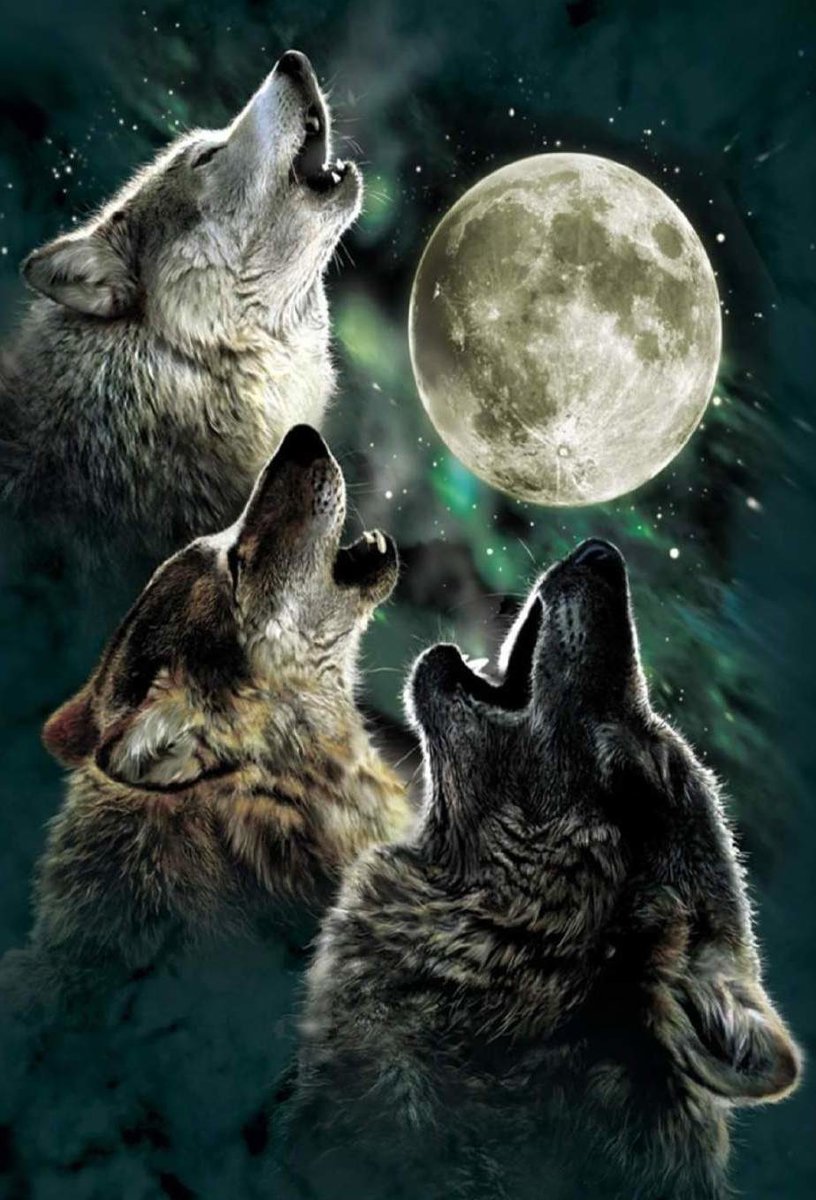 Волки и луна - волки - оригинал