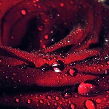 роза после дождя