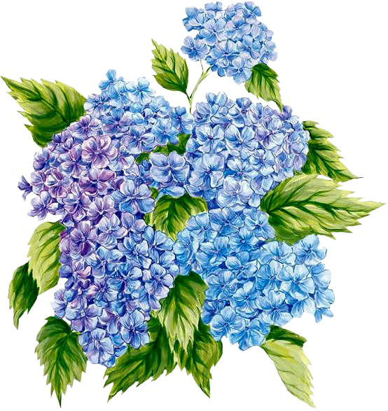 Гортензия - цветы, синие цветы - оригинал