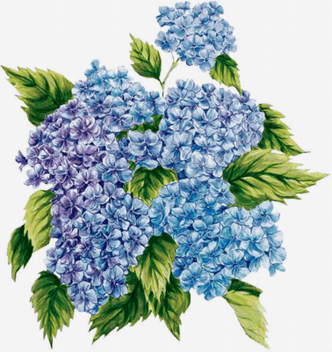 Гортензия - цветы, синие цветы - предпросмотр