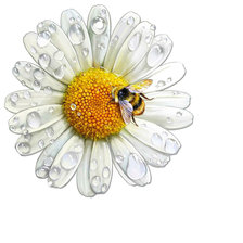Оригинал схемы вышивки «Пчела на ромашке» (№1750260)