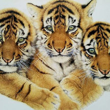 Схема вышивки «Серия "Хищники". Тигрята»
