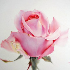 Оригинал схемы вышивки «Розовая роза» (№1774715)