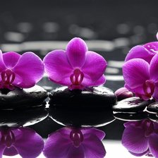 Схема вышивки «Орхидеи на воде»