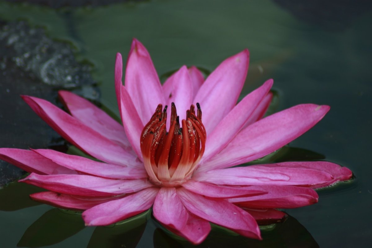 Розовый лотос - цветок, вода, лотос, природа - оригинал