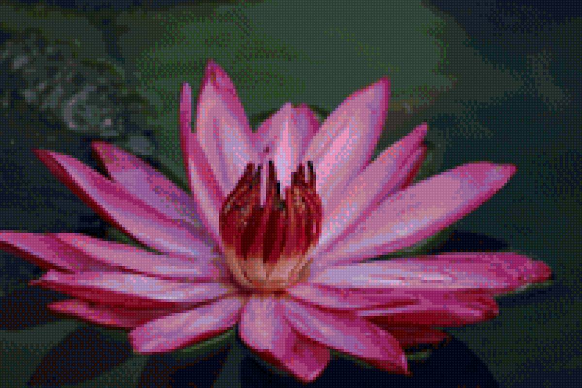 Розовый лотос - природа, лотос, вода, цветок - предпросмотр