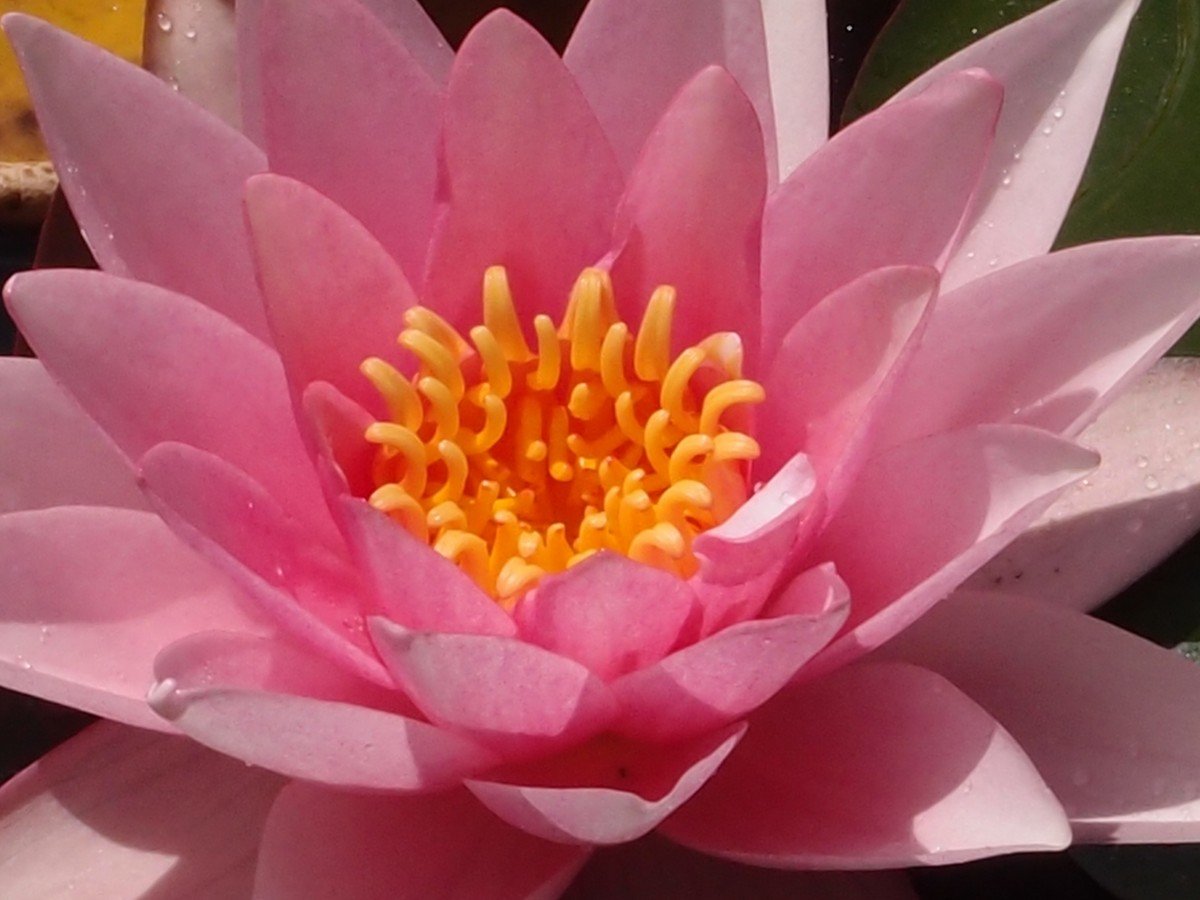 Розовый лотос - природа, цветок, лотос, вода - оригинал