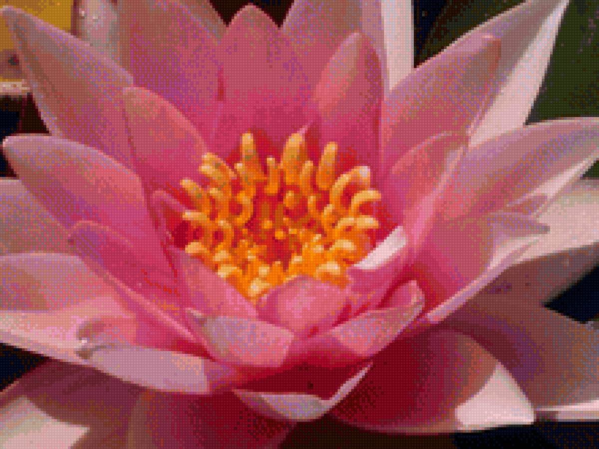 Розовый лотос - цветок, вода, лотос, природа - предпросмотр