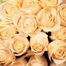 Схема вышивки «цветы букет розы»