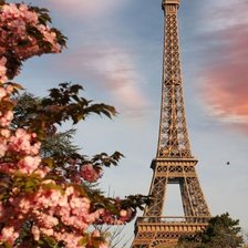 Париж и цветущее дерево