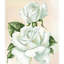 Оригинал схемы вышивки «белые розы» (№1799519)