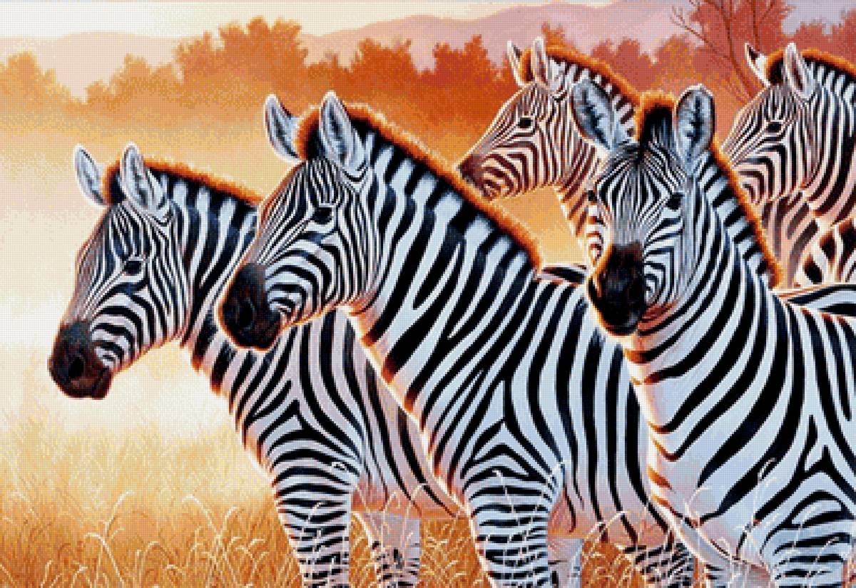 Серия "Зебры" - зебры, животные - предпросмотр