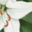 Предпросмотр схемы вышивки «Лилии» (№1802551)