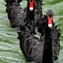 Оригинал схемы вышивки «черные лебеди» (№1803953)