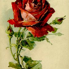 Оригинал схемы вышивки «Роза» (№1811426)
