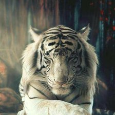 Схема вышивки «Белый тигр - Дзен»