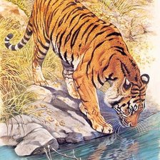 Оригинал схемы вышивки «Тигр» (№1820815)