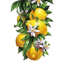 Оригинал схемы вышивки «лимон» (№1834179)