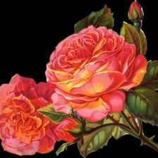 Оригинал схемы вышивки «Две розы» (№1838638)