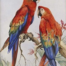 Оригинал схемы вышивки «попугаи» (№1838821)