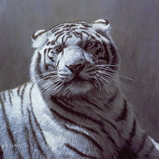 Оригинал схемы вышивки «серия хищники.белый тигр» (№1858964)