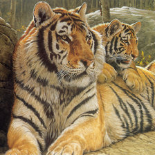 Схема вышивки «серия хищники. тигры»