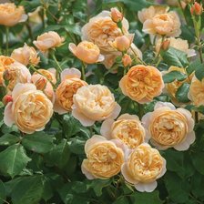 Схема вышивки «желтые садовые розы»