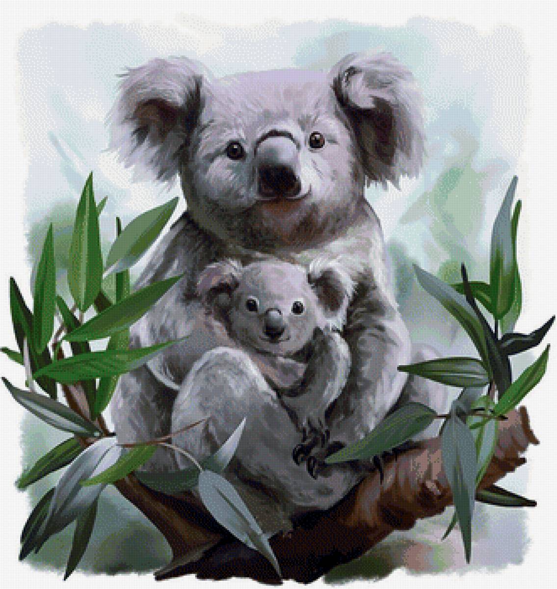 Коалы - животные, коалы, коала, рисунок - предпросмотр