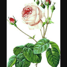 Оригинал схемы вышивки «Серия "Розы".» (№1875122)