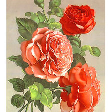 Оригинал схемы вышивки «Серия "Розы".» (№1880245)
