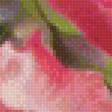 Предпросмотр схемы вышивки «Розы» (№1887071)