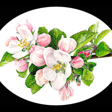 Схема вышивки «Яблоневый цвет»
