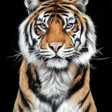 Схема вышивки «Величавый тигр2»