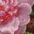 Предпросмотр схемы вышивки «Пионы розы и мальвы» (№1936501)
