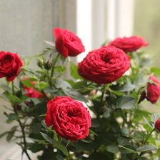красные чайные розы