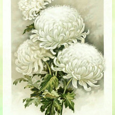 Схема вышивки «Белые цветы.»