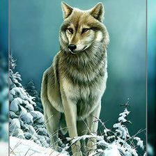 Схема вышивки «Волк в зимнем лесу.»