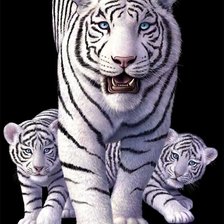 Схема вышивки «Серия "Хищники". Тигры»