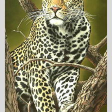 Схема вышивки «Леопард на дереве.»