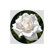 Белая роза, маленькая схема.