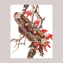 Оригинал схемы вышивки «серия " бабочки"» (№1966111)