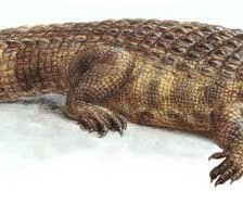 Схема вышивки «крокодил»