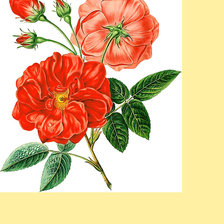 Оригинал схемы вышивки «Серия "Розы".» (№1975763)