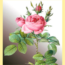 Оригинал схемы вышивки «Серия "Розы".» (№1975773)