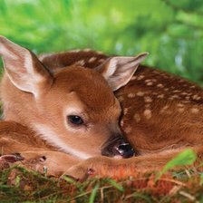 Схема вышивки «TWO DAY OLD WHITE-TAILED DEER BABY»